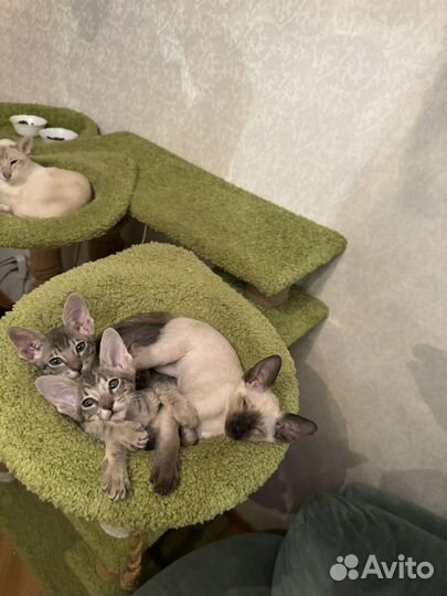 Ориентальные котята