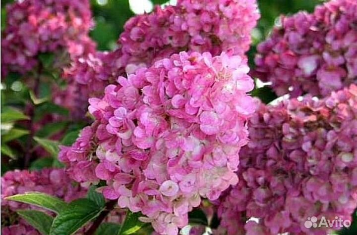 Гортензия метельчатая