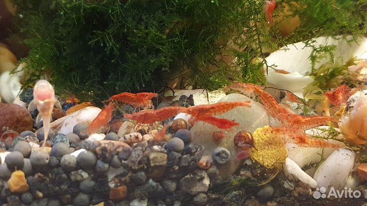 Роголистник, Криптокорина. Гуппи