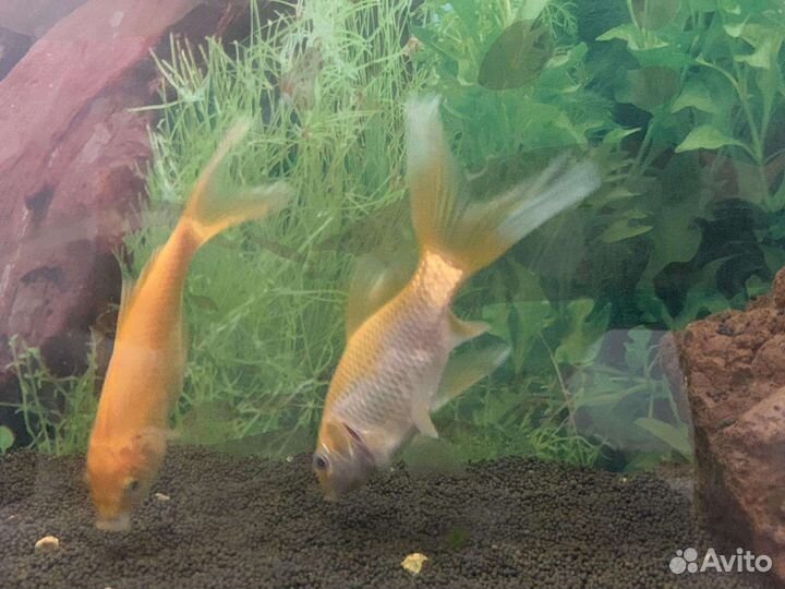 Золотая рыбка