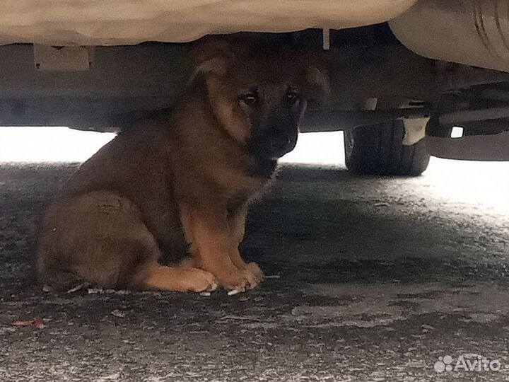 Щенок в добрые руки
