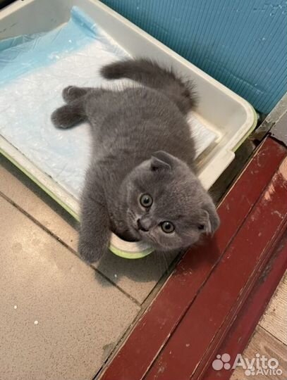 Шотландские котята