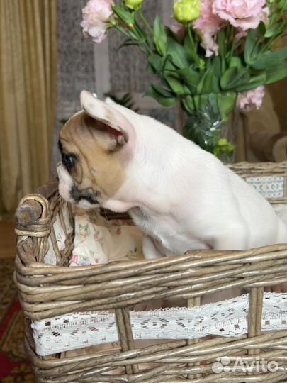 Французский бульдог щенки мини