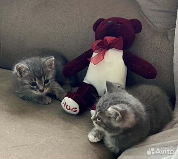 Малыши в добрые руки