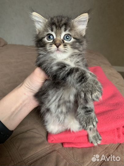 Котята в добрые руки даром