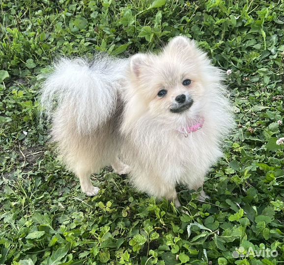 Померанский шпиц девочка