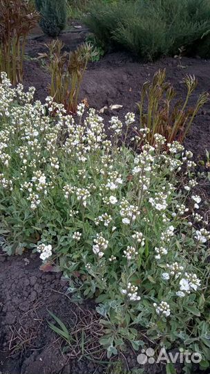 Арабис, гвоздика садовая