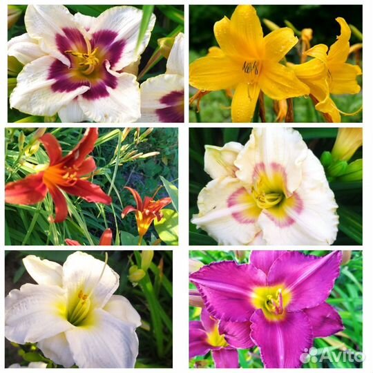 Садовые многолетники