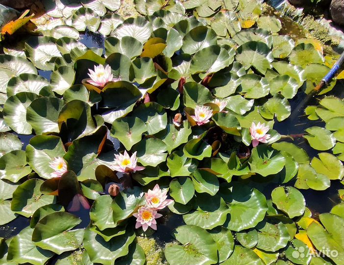 Водная лилия