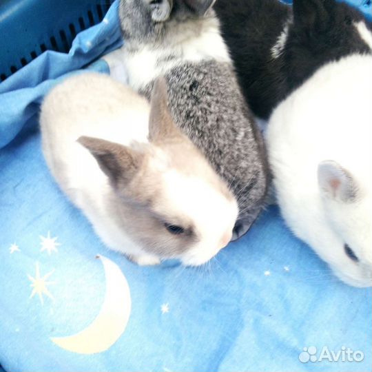 Декоративные кролики