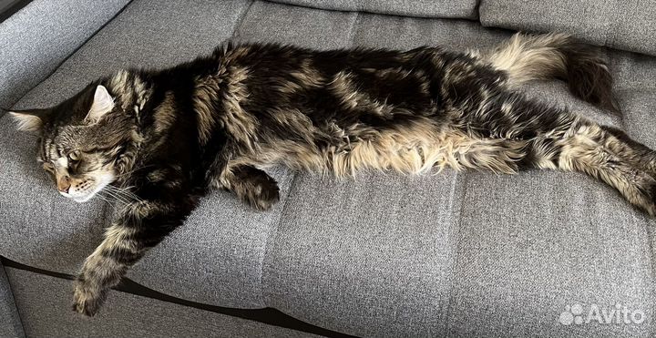 Кот мейн-кун вязка