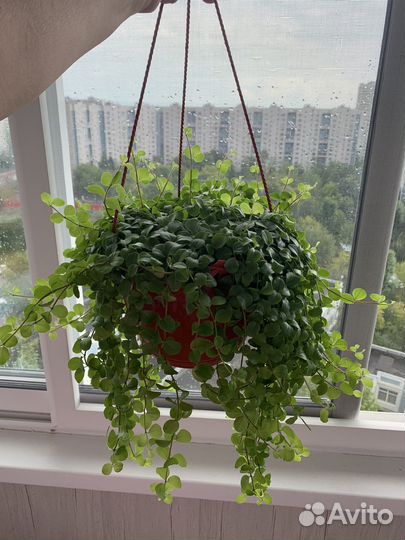 Ампельные растения в кашпо