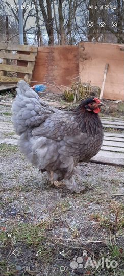 Куры молодки несушки