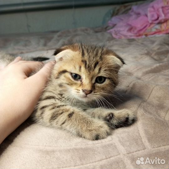 Вислоухие котята