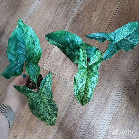 Сингониум Моттлед