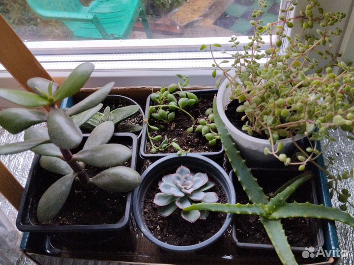 Крестовник Геррейна и др. суккуленты