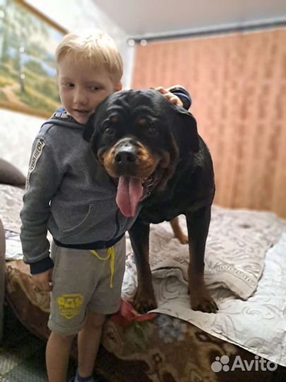 Вязка ротвейлера