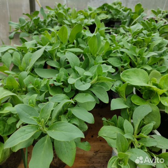 Петунья, лобелия(синяя), вербейник монетчатый