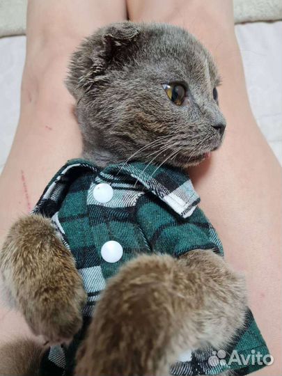 Котик Плюшик спасён из Дагестана, ему нужна помощь