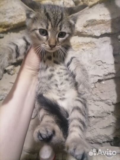 Котята Метисы Британец.Бенгальские