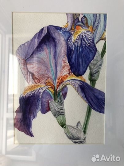 Картина в раме, акварель, ирис