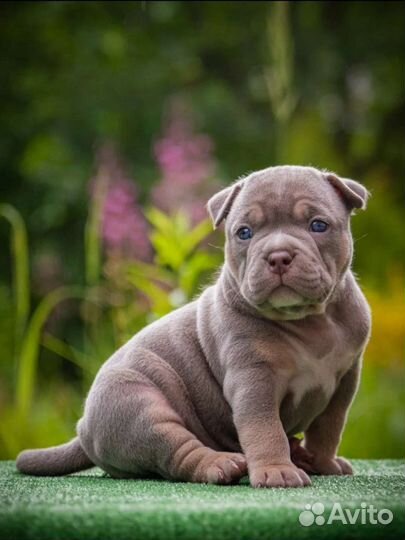 Щенки американского булли, открыт резерв