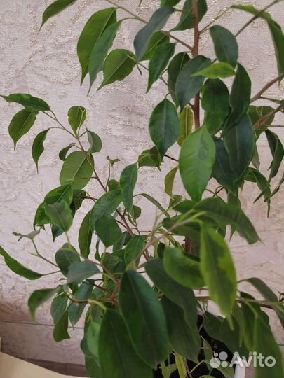 Фикус бенджамина пестролистный