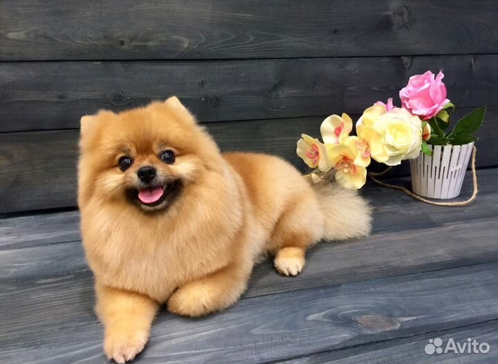 Ищем моделей для стрижки