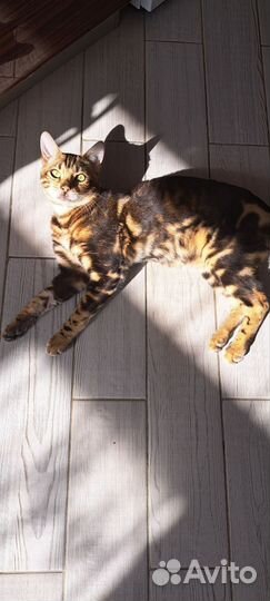 Кот бенгальский
