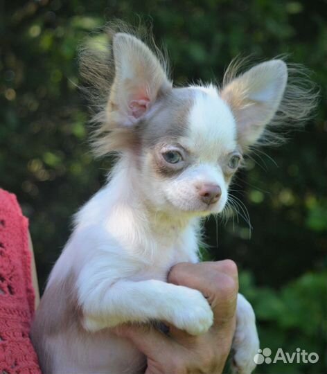 Щенки чихуахуа