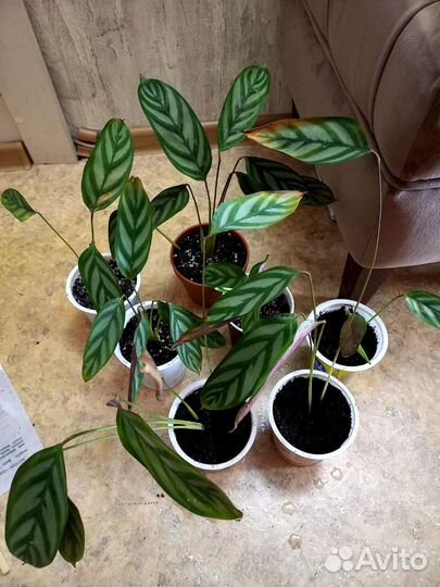 Калатея (детки)