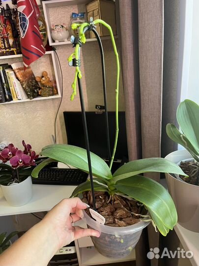 Фаленопсис Пульсация