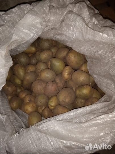 Продам картошку выращенную в солнечной Мордовии