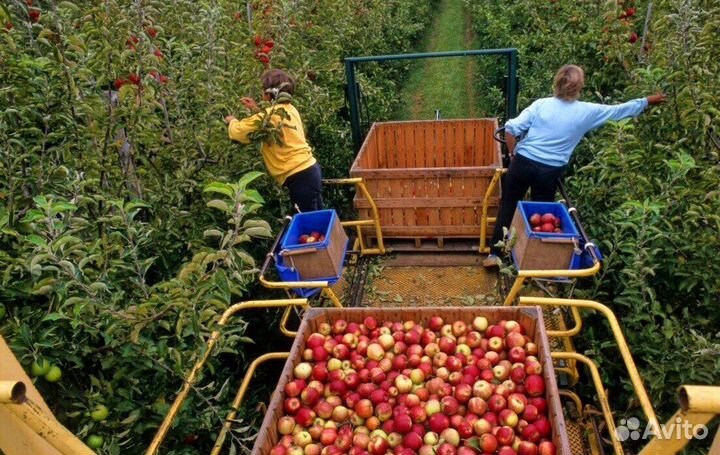 Требуется Сборщик яблок