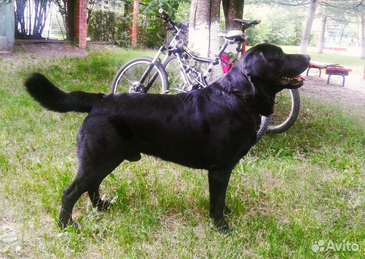 Лабрадор вязка