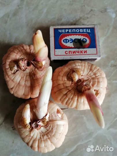 Гладиолусы луковицы