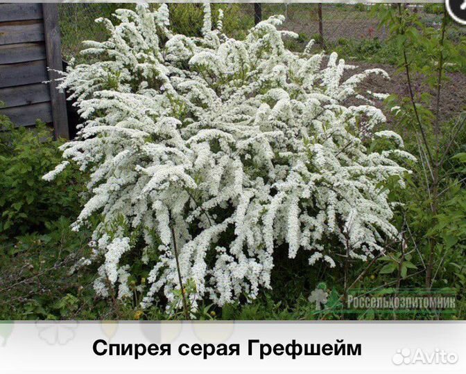Яблони, спиреи, бересклет,базульник