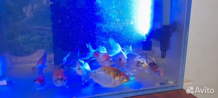 Рыбки аквариумные