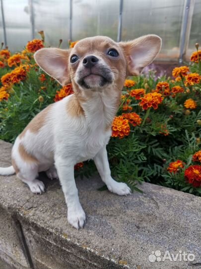 Чихуахуа девочка
