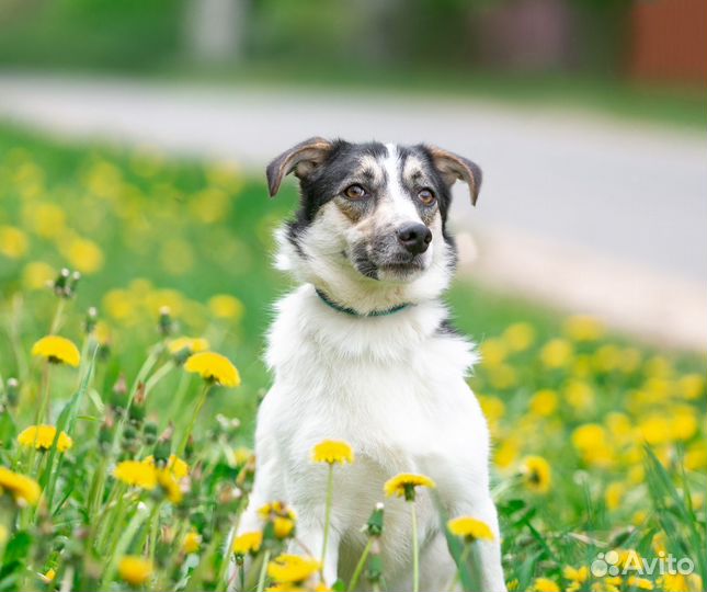 Собака в добрые руки