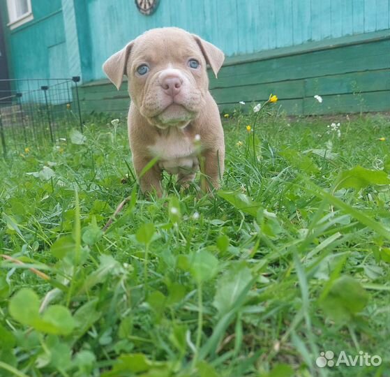 Американский булли