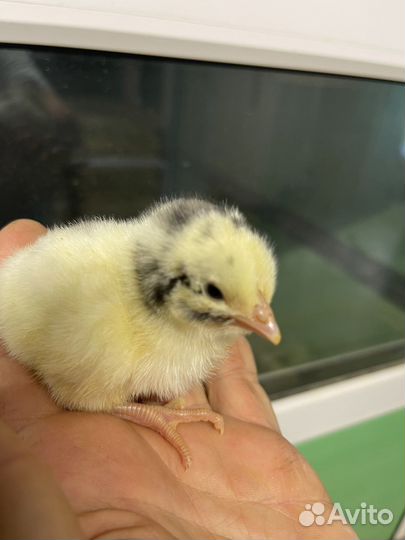 Бройлер импорт