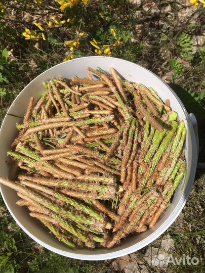 Сосновые почки