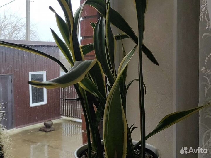 Комнатные растения цветы большие