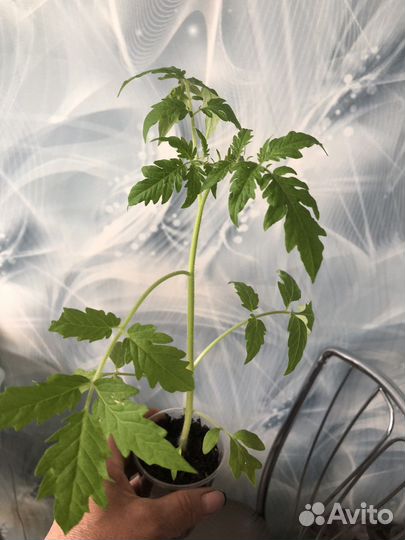 Рассада сладкого перца и помидор