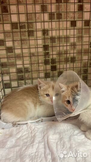 Котик маленький