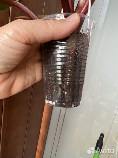 Филодендроны