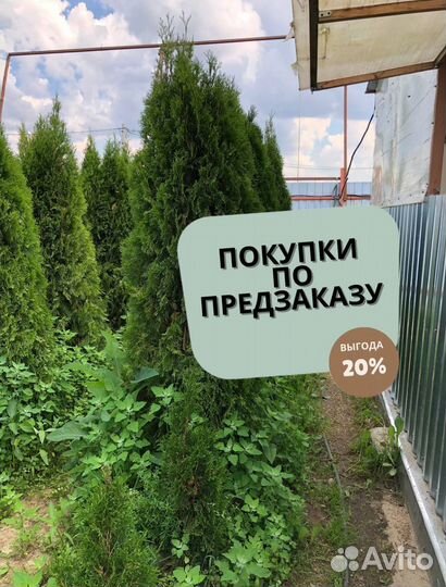 Туя Брабант 1,5 м