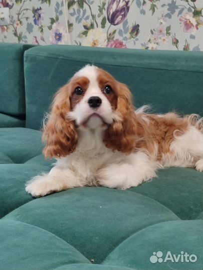 Кавалер Кинг Чарльз Спаниель