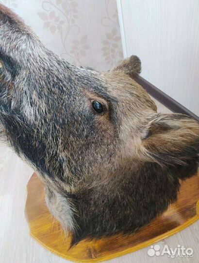 Чучело кабана